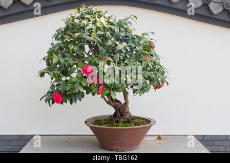 Potted plants in Chengdu Park, Sichuan Stock Photo