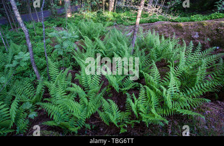 Male fern spring growth (Dryopteris filix-mas)