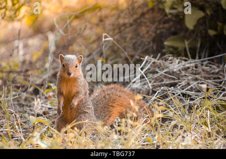 An African tree squirrel (paraxerus cepapi) sitting upright on the ground, looking at the camera, surrounding by foliage. St Lucia, South Africa. Stock Photo