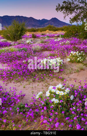 Desert wildflowers Sand verbena and Evening primrose bloom in the Desert Lily Sanctuary in the 2019 Desert Superbloom near Desert Center, California,  Stock Photo
