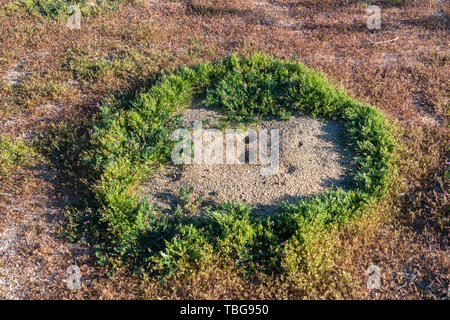 An insect mound in Joshua Tree National Park, California, USA. Stock Photo
