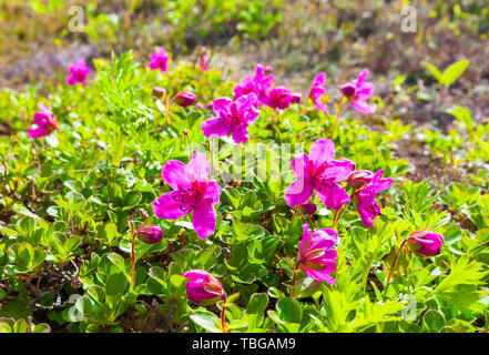 Kamchatka Rose Stock Photo Alamy