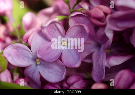 Close up picture of bright violet lilac flowers. Abstract romantic floral backdrop. Stock Photo