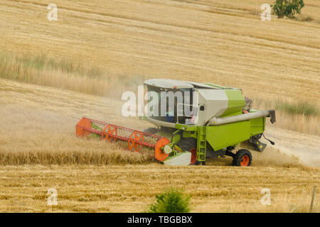 Big green combine harvester machine working in a wheat gold field, mows grass in summer field. Farm machinery harvesting grain in the fertile farm fie Stock Photo