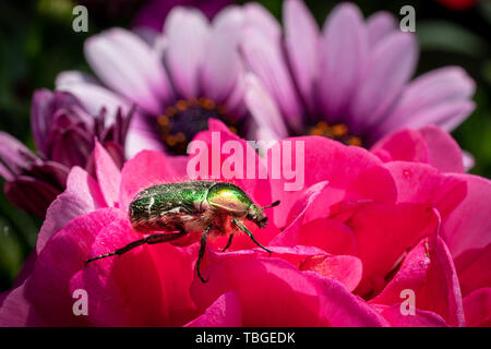 a gold-coloured rose beetle sits on a red flower of a flower in the sunshine Stock Photo