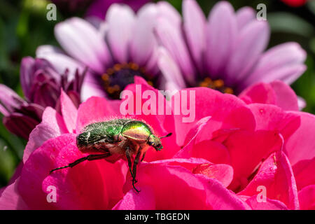 a gold-coloured rose beetle sits on a red flower of a flower in the sunshine Stock Photo