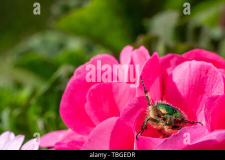 a gold-coloured rose beetle sits on a red flower of a flower in the sunshine Stock Photo