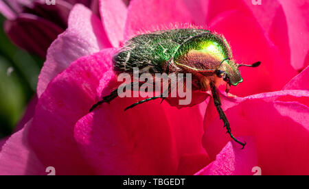 a gold-coloured rose beetle sits on a red flower of a flower in the sunshine Stock Photo