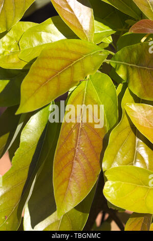Close-up of some leaves of an avocado tree in spring in the Northern Hemisphere Stock Photo