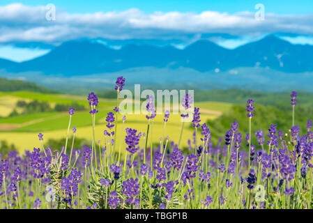 close-up violet Lavender flowers field in summer sunny day with soft focus blur natural background. Furano, Hokkaido, Japan Stock Photo