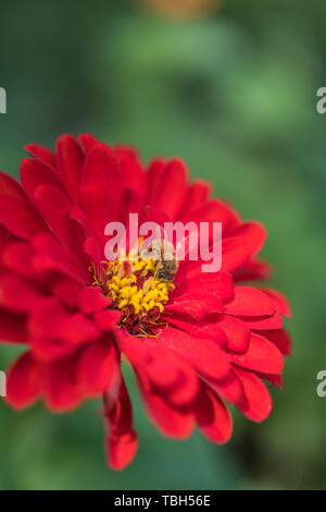 Shenyang Zhaoling autumn sunny day under 100-day chrysanthemum close-up Stock Photo