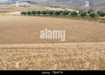 Fields with ripe golden pasta durum wheat in Sicily, Italy, ready for harvest Stock Photo