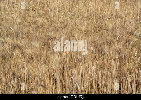 Fields with ripe golden pasta durum wheat in Sicily, Italy, ready for harvest Stock Photo