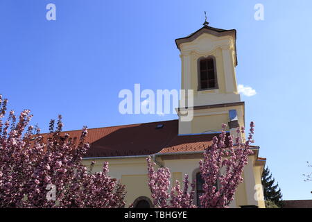 Cherry blossoms in front of Church of the Archangel Michael. Szentendre, Hungary. Stock Photo