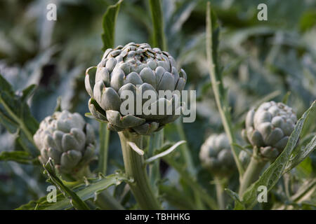 Fresh green artichokes growing in vegetable garden, close up view Stock Photo