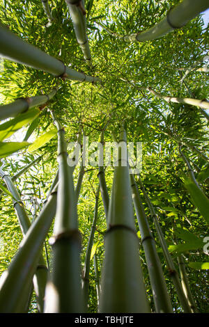 Looking up through Bamboo Forest and the tall Bamboo Leaves that would typically be seen in China and Asia Stock Photo