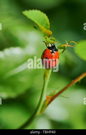 macro color photo of a ladybug sitting on a rose branch Stock Photo
