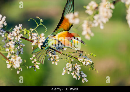 beautiful wild colored bird flies among the flowers of white acacia Stock Photo