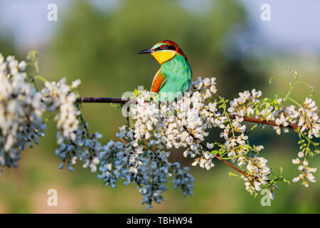 rainbow bird sitting on a branch with flowers of acacia Stock Photo