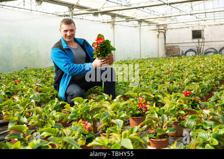 Positive male worker examining begonia seedlings while gardening in glasshouse Stock Photo