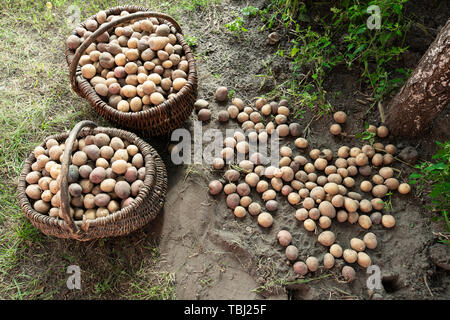 lots of potatoes in baskets on the ground. harvest on the farm Stock Photo