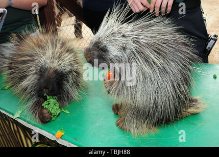 Sylmar, California, USA 1st June 2019  Porcupines at 4th Annual Safari Night on June 1, 2019 at Wildlife Learning Center in Sylmar, California, USA. Photo by Barry King/Alamy Live News Stock Photo