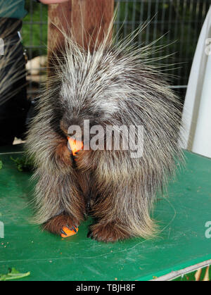 Sylmar, California, USA 1st June 2019  A Porcupine at 4th Annual Safari Night on June 1, 2019 at Wildlife Learning Center in Sylmar, California, USA. Photo by Barry King/Alamy Live News Stock Photo