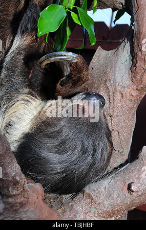 Sylmar, California, USA 1st June 2019  Sid The Sloth attends 4th Annual Safari Night on June 1, 2019 at Wildlife Learning Center in Sylmar, California, USA. Photo by Barry King/Alamy Live News Stock Photo