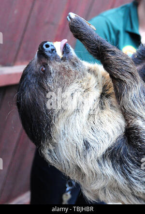 Sylmar, California, USA 1st June 2019  Sid The Sloth attends 4th Annual Safari Night on June 1, 2019 at Wildlife Learning Center in Sylmar, California, USA. Photo by Barry King/Alamy Live News Stock Photo