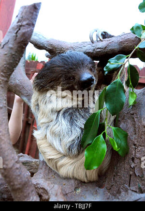 Sylmar, California, USA 1st June 2019  Sid The Sloth attends 4th Annual Safari Night on June 1, 2019 at Wildlife Learning Center in Sylmar, California, USA. Photo by Barry King/Alamy Live News Stock Photo