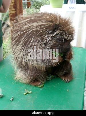 Sylmar, California, USA 1st June 2019  Porcupines at 4th Annual Safari Night on June 1, 2019 at Wildlife Learning Center in Sylmar, California, USA. Photo by Barry King/Alamy Live News Stock Photo