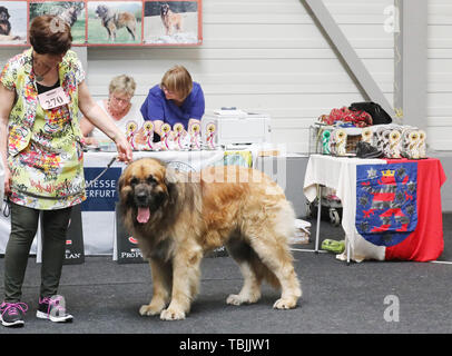 Erfurt, Germany. 02nd June, 2019. Mandy Krause strokes her Bobtail