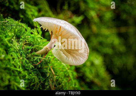 Beautiful wild mushrooms in the green forest Stock Photo