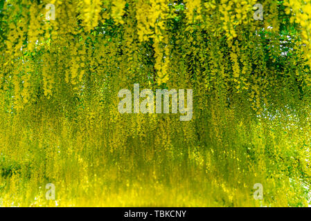 Beautiful Garden with blooming laburnum arch during spring time, Wales, UK Stock Photo