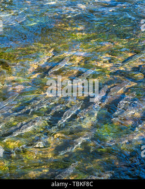 Chinook Salmon spawning farther downstream than usual due to warm weather creating unseasonably low water levels, Ketchikan Creek, Alaska, USA. Stock Photo