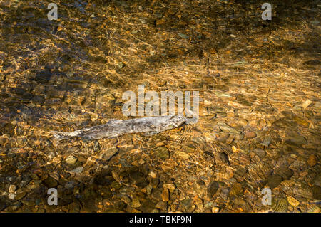 Dying Chinook (King) Salmon in sunlit golden clear shallow rocky creekbed, Ketchikan, Alaska. Stock Photo