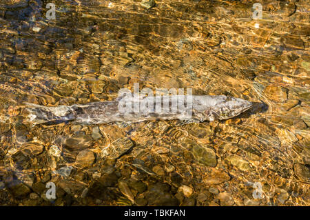 Dying Chinook (King) Salmon in sunlit golden clear shallow rocky creekbed, Ketchikan, Alaska. Stock Photo