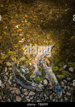 Three dead Chinook Salmon on decomposing on rocks in Ketchikan Creek, Ketchkan, Alaska. Stock Photo