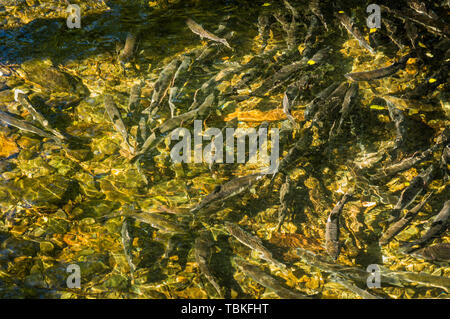 Chinook Salmon spawning farther downstream than usual due to warm weather creating unseasonably low water levels, Ketchikan Creek, Alaska, USA. Stock Photo