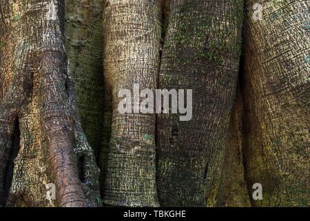 Closely related tree trunks of tropical jungle trees, detail, Rincon de la Vieja National Park, Parque Nacional Rincon de la Vieja, Guanacaste Stock Photo
