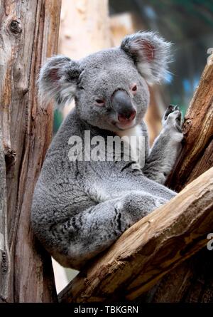 Koala (Phascolarctos cinereus), captive, Germany Stock Photo