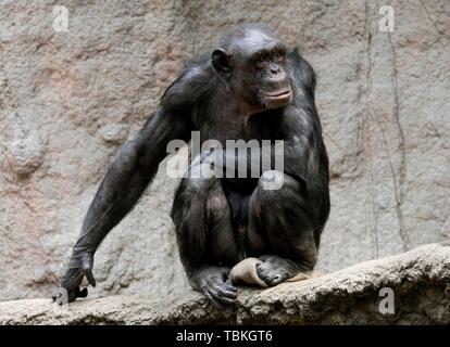 West African Chimpanzee (Pan troglodytes verus), captive, Germany Stock Photo