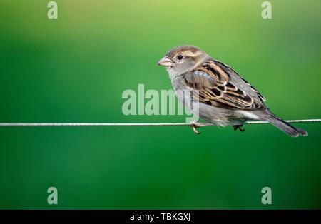 House sparrow (Passer domesticus), male, sitting on wire rope, Baden-Wurttemberg, Germany