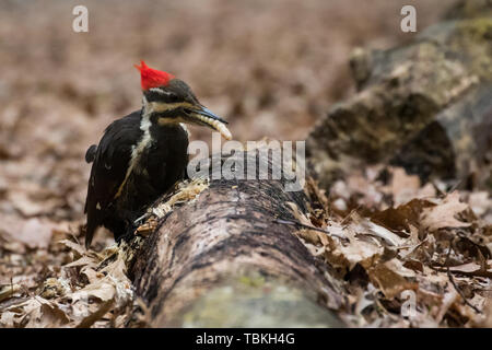 Pileated Woodpecker eating grub Stock Photo