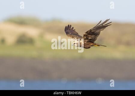 Flying Western marsh-harrier (Circus aeruginosus), female, Texel, North Holland, Netherlands Stock Photo