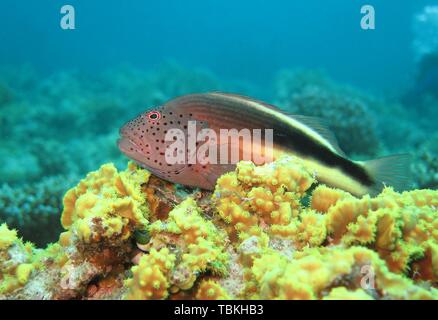 Black-sided hawkfish (Paracirrhites forsteri) in coral reef, Red Sea, Egypt Stock Photo