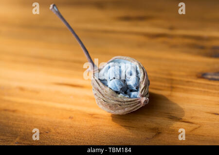 Amomum villosum Lour dried opened fruit on a wooden table,Chengdu,China Stock Photo