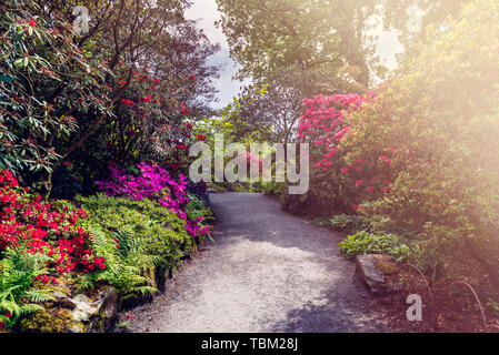 Beautiful Garden with blooming trees during spring time, Wales, UK Stock Photo