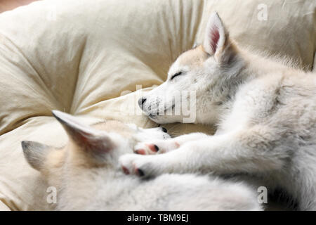 Cute Husky puppies sleeping at home Stock Photo