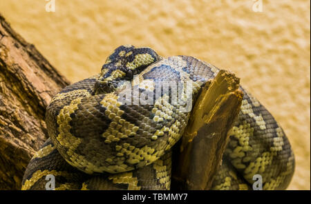 Northwestern carpet python coiled up on a branch in closeup, tropical snake specie from Australia Stock Photo